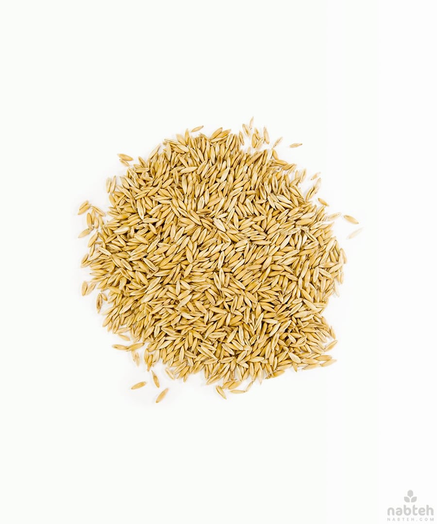 Cat Grass Seeds Nabteh Com