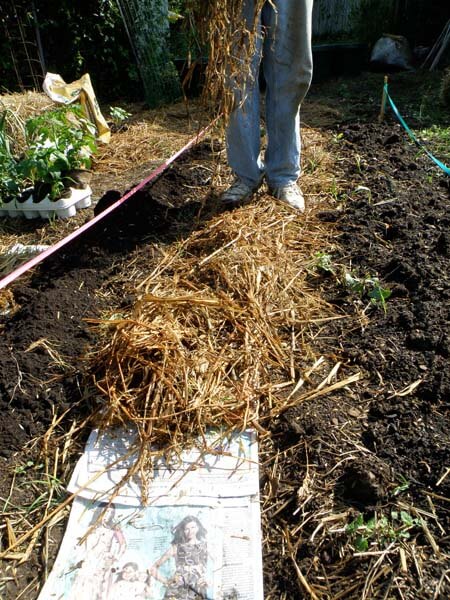 Organic Mulch A Gardener S Good Friend Bonnie Plants