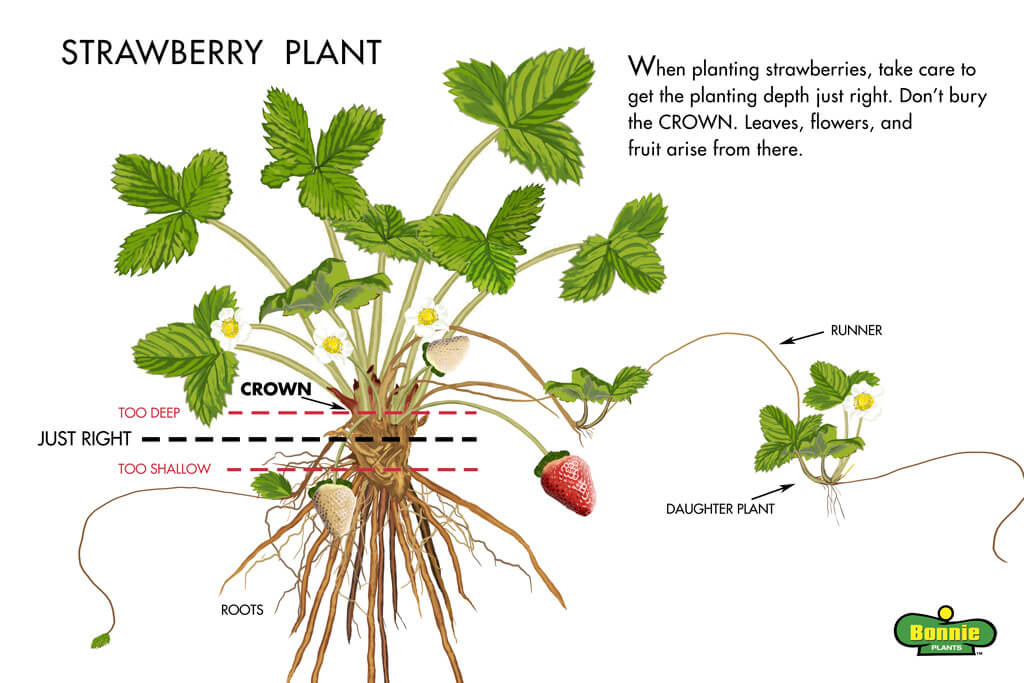 Growing Strawberries Tips On Planting Strawberries Bonnie Plants