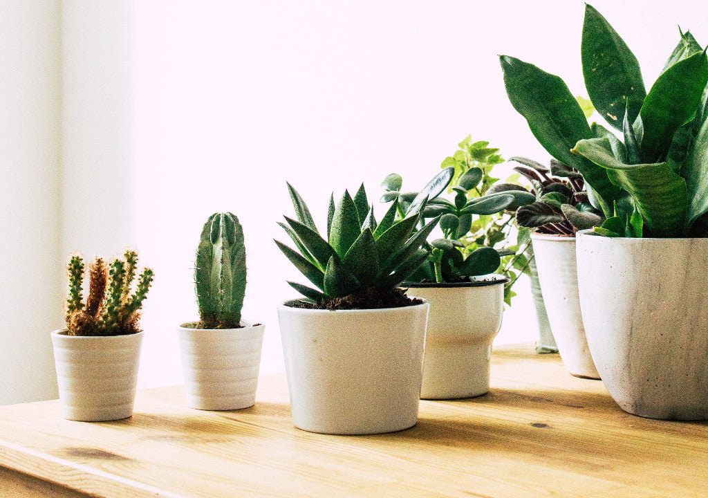Decoration Interieure Avec Des Plantes En Pot Artificielles Jungle Design