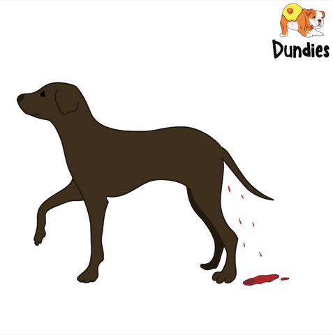 What You Must Know Before Your Dog S First Heat Dundies Pty Ltd