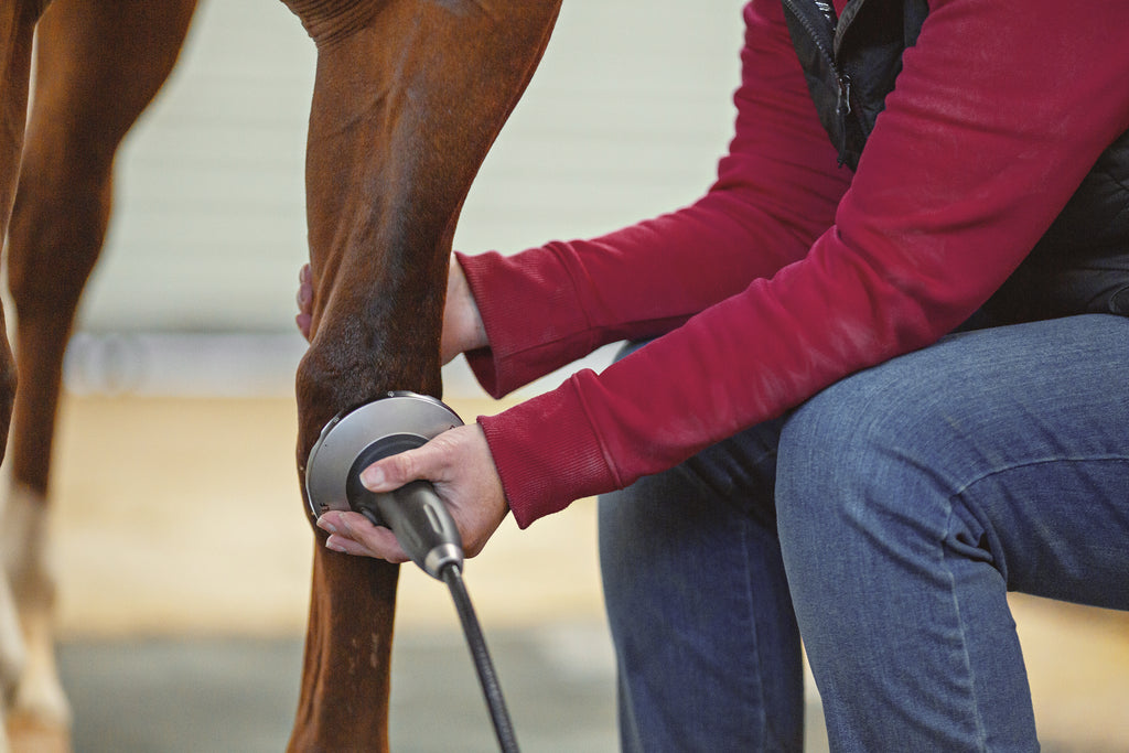 Arthrose Beim Pferd Einschlafern Behandeln Futter Anpassen Deuka Companion Webshop