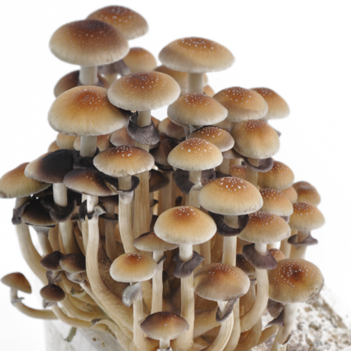 Golden Teacher Spore Syringe Spores Cultures By Spore Stock