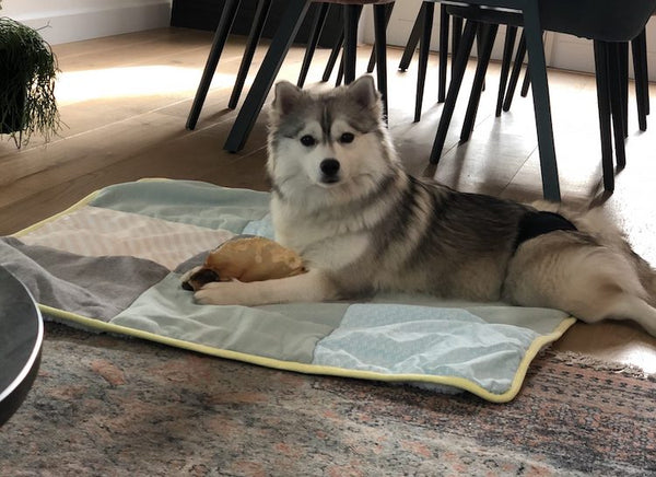 Help Mijn Pomsky Is Voor Het Eerst Loops Neusje Van Geusje