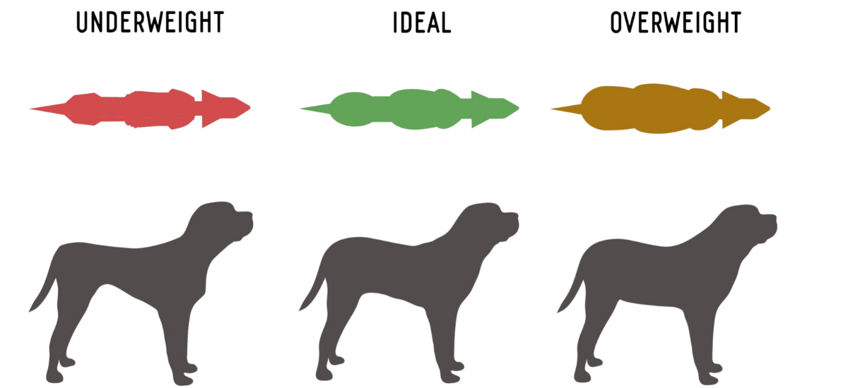 How Much Raw Food Do I Feed My Dog Or Cat Ideal Weight Portions Rawfedpets