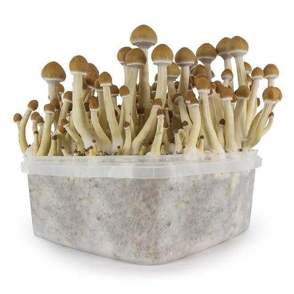 Are Magic Mushrooms Legal In The Uk Mushiesuk