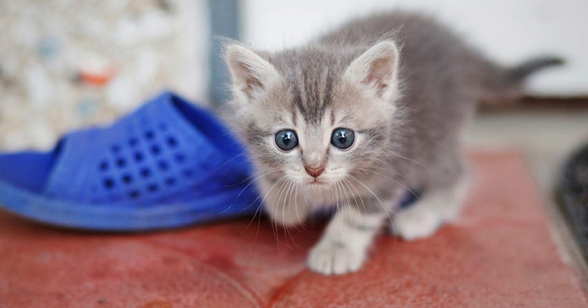 6 Tips To Thwart Kitten Aggression The Honest Kitchen