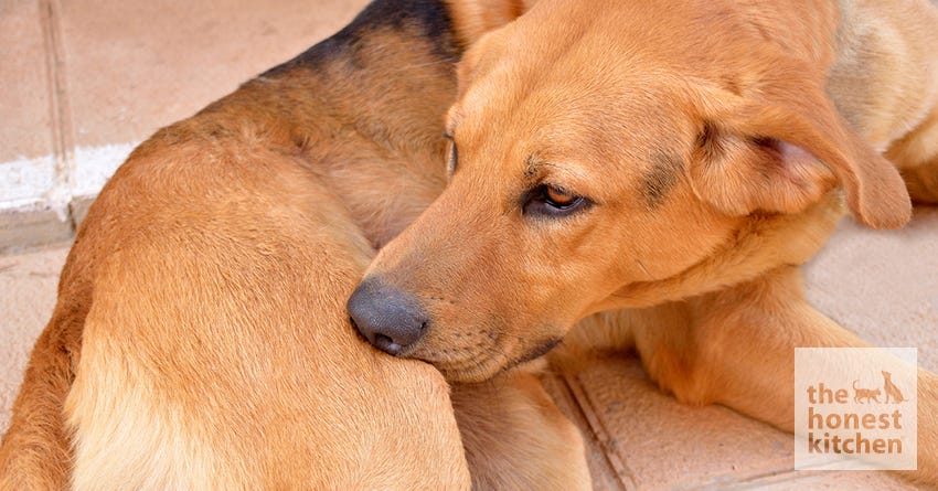 Home Remedies For Preventing And Treating Hot Spots On Your Dog The Honest Kitchen