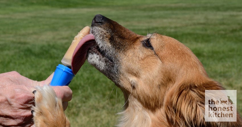 Can Dogs Eat Peanut Butter Yes Sometimes The Honest Kitchen