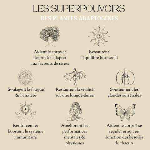 Les Superpouvoirs Des Adaptogenes Anje Botanics