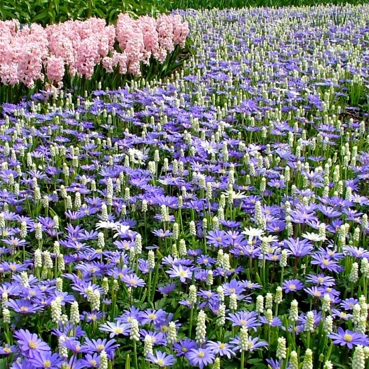 Anemone Bulbs Blue White Mix Eden Brothers