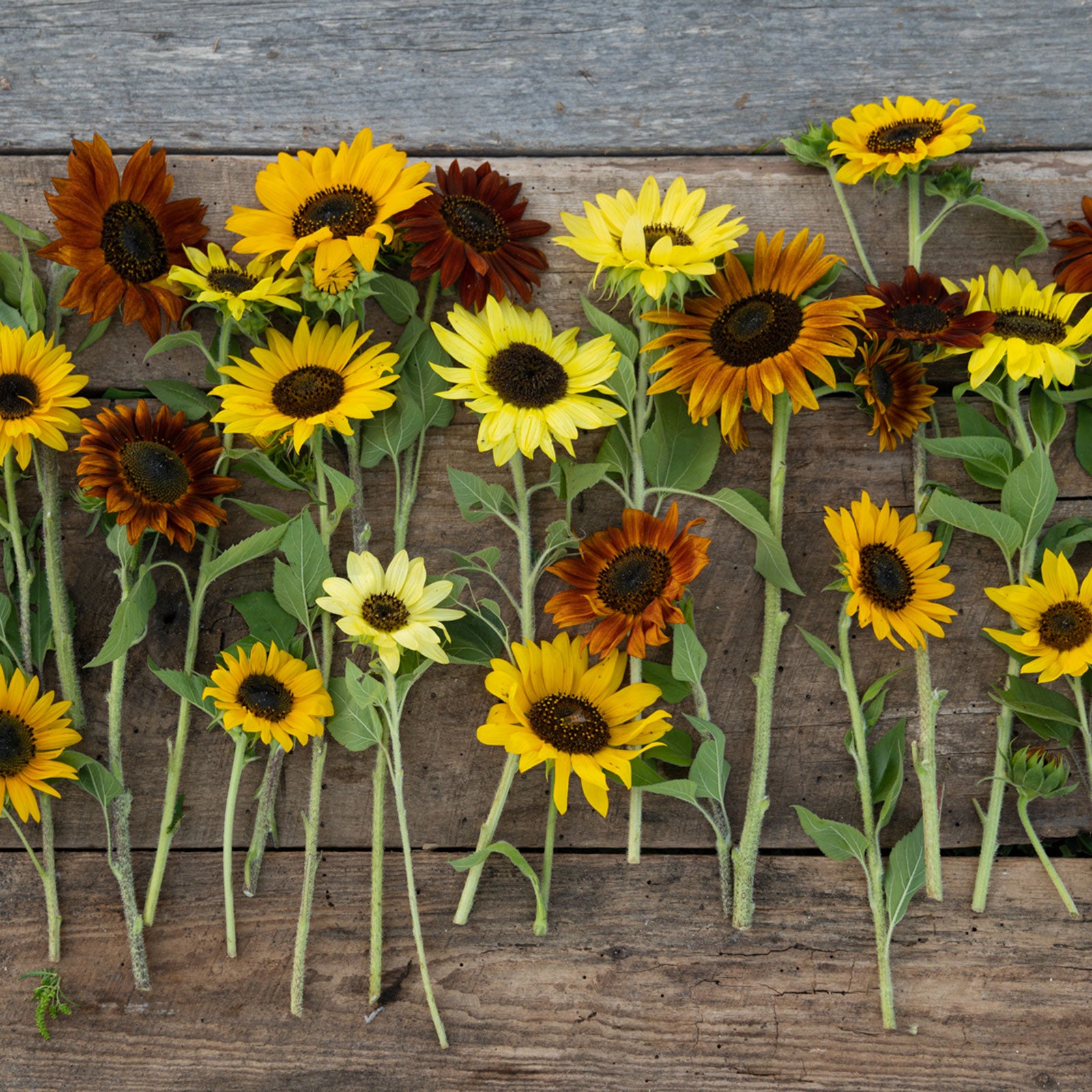 Sunny Sunflower Seed Mix Eden Brothers