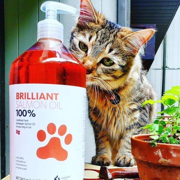 Brilliant Norwegian Salmon Oil Crystalcoastpetsdelivery