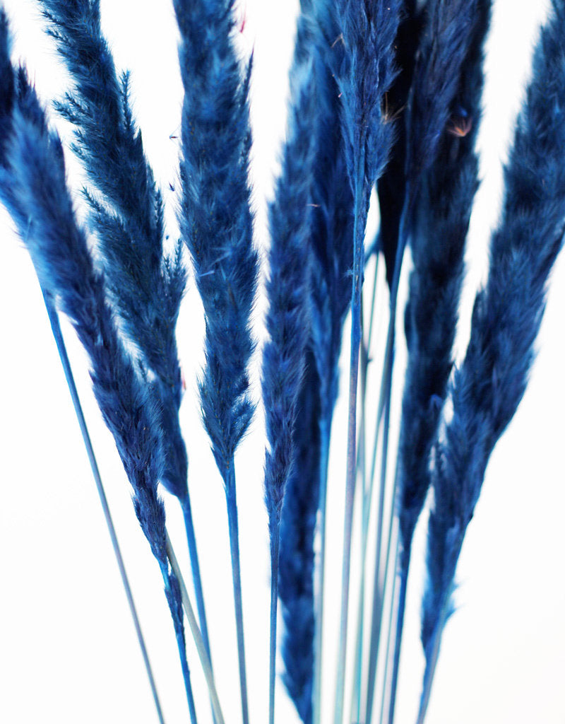 Beautiful Blue Dried Pampas Grass 8 Stems Bunch Cortaderia Dried Flowers Decor