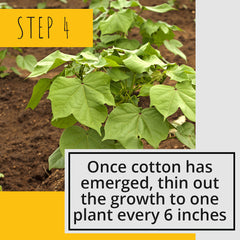 Cotton Seed Growing Instructions Thunder Acres