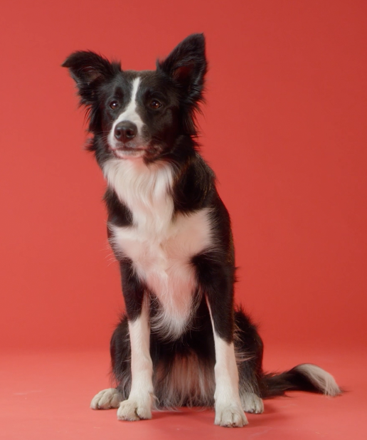 Gesundes Hundefutter Und Katzenfutter Aus Osterreich Yoolola