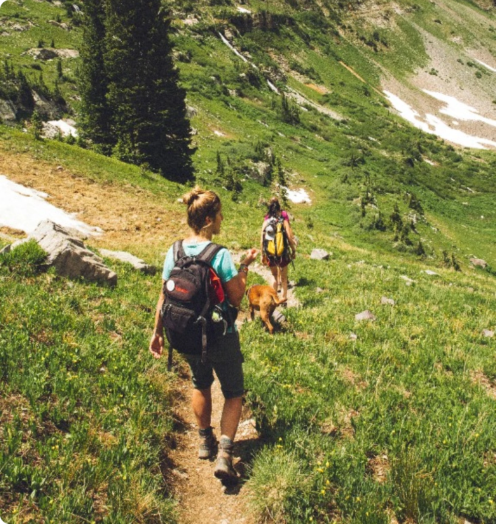 Hikers and a dog on a mountain trail in summer.