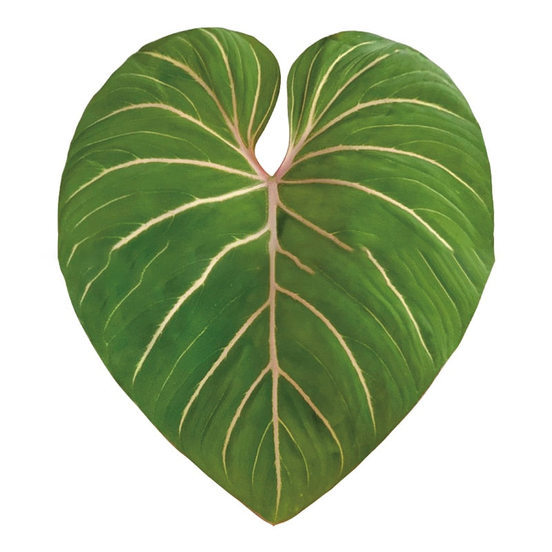 Plant Pop Socket Bozzh