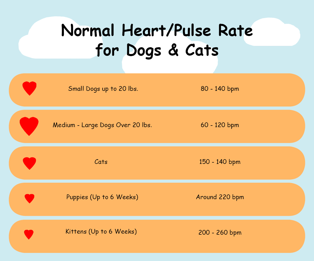 How To Check Heart Rate Pulse In Dogs Cats Miss Boogers Wv