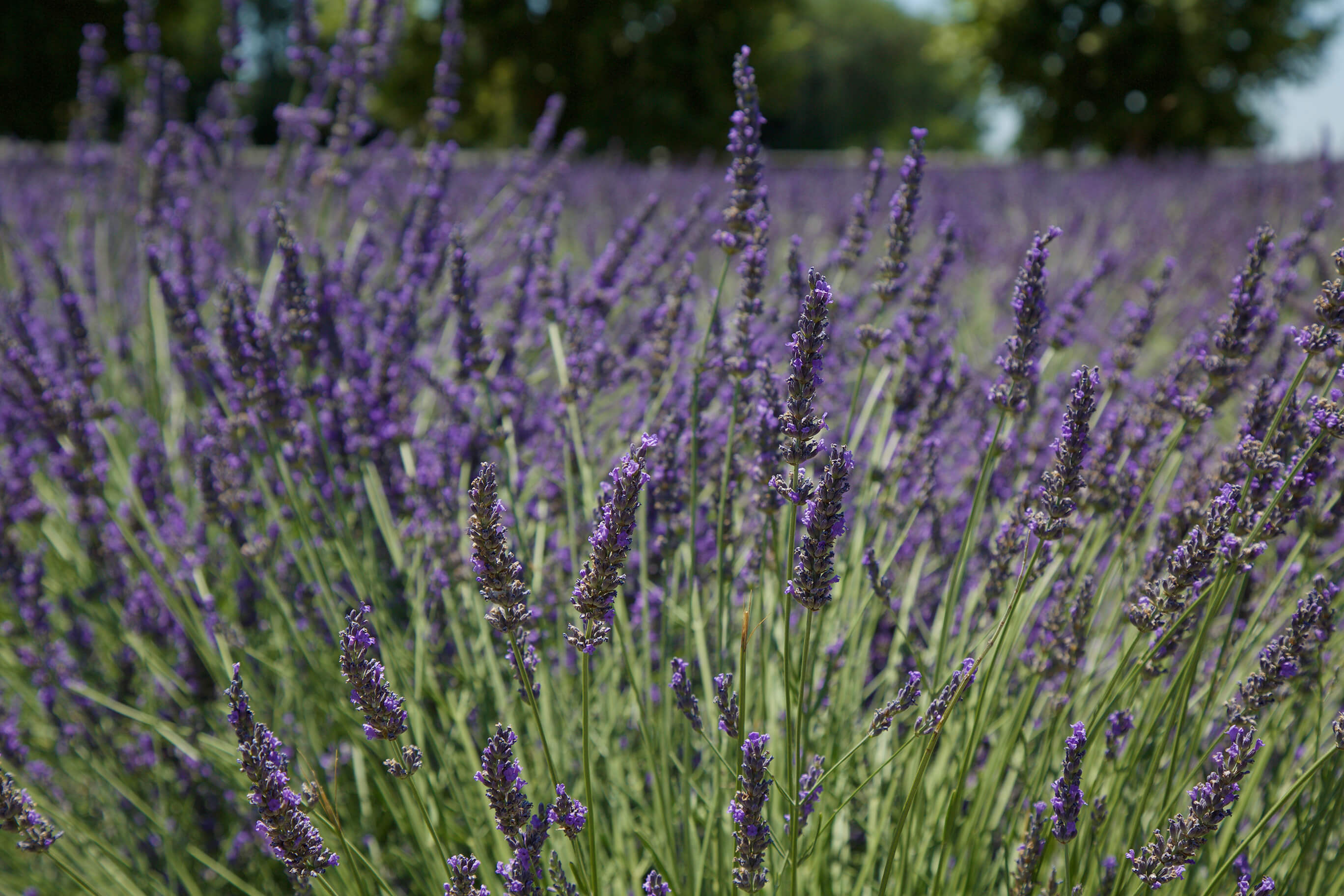 6 Lavender Oil Benefits For Skin 100 Pure 100 Pure