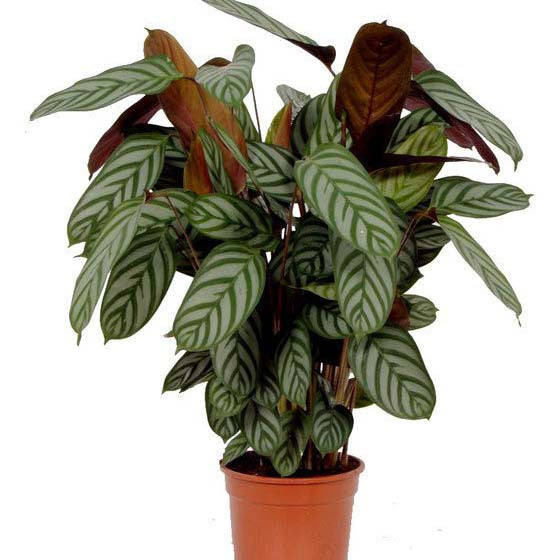 Calatheas Ctenanthe Plants Houseplant Co Uk