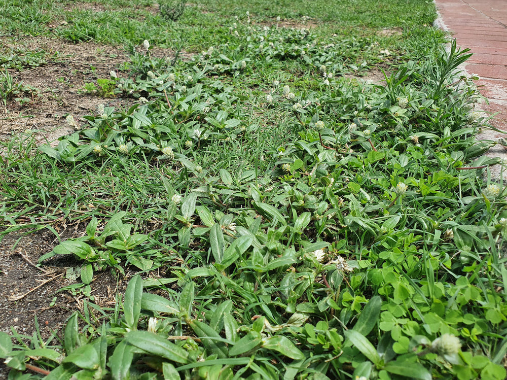 Bow And Arrow 500ml Herbicide Lawnpride Australia Lawnpride Australia