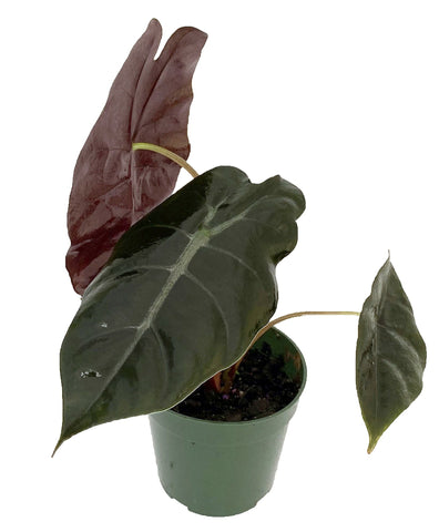 Alocasia Care Jordan S Jungle