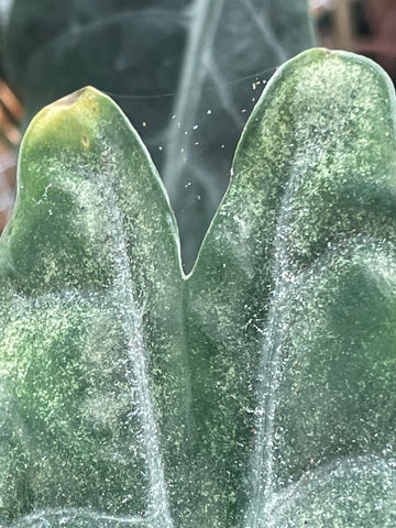 Spider Mites Jordan S Jungle