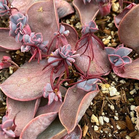 Top 10 Easiest Succulents To Propagate Succulent Gardens