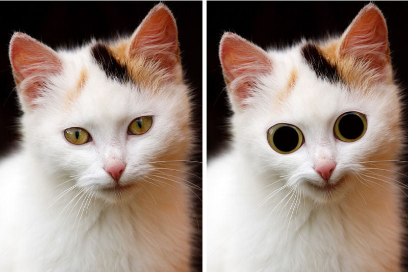 About Catnip Meowijuana A Catnip Company