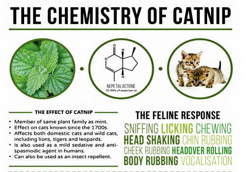 About Catnip Meowijuana A Catnip Company