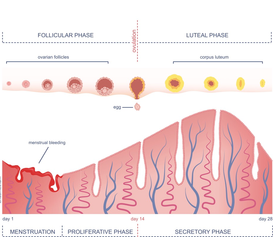 Menstrual Cycle Phases Knix