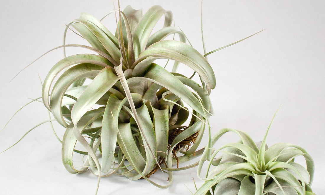 Air Plant Care How To Care For Air Plants Aeriums Tillandsia Mounts Pistils Nursery