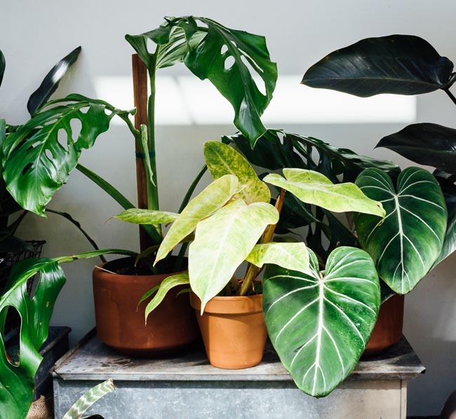 Poisonous Houseplants 10 Indoor Plants For Pet Owners And Parents To Pistils Nursery