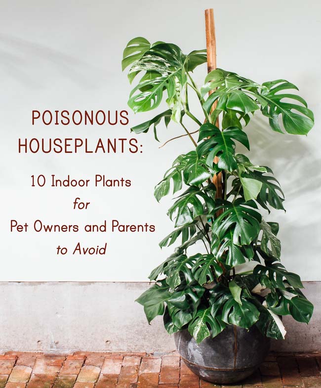 Poisonous Houseplants 10 Indoor Plants For Pet Owners And Parents To Pistils Nursery