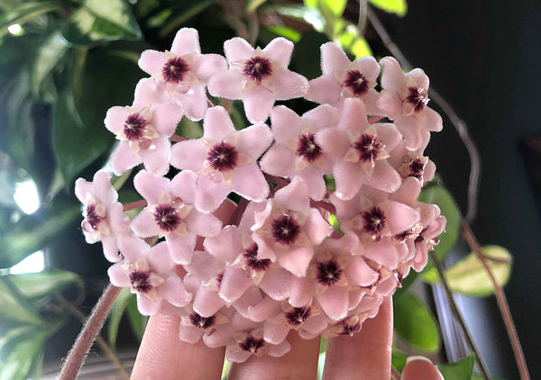 Hoya Plant Care How To Grow Wax Plants And Get Them To Bloom Pistils Nursery