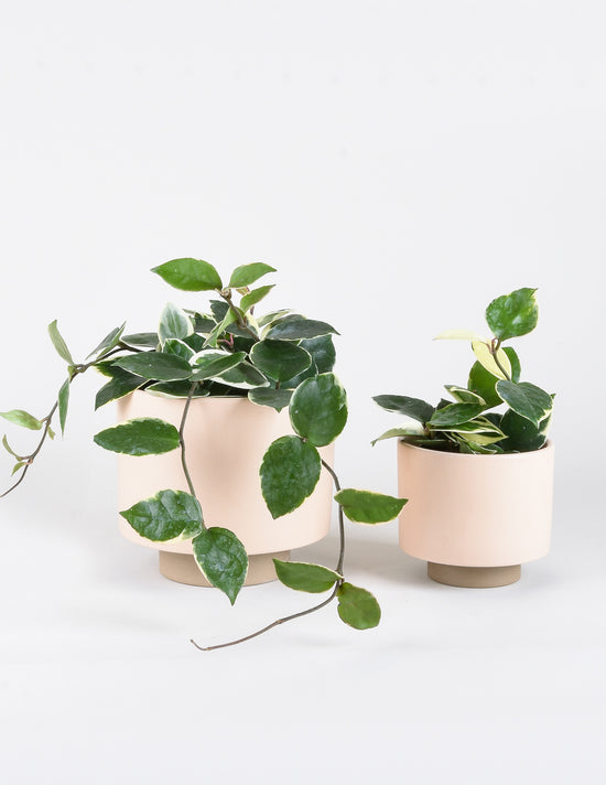 Poisonous Houseplants 10 Indoor Plants For Pet Owners And Parents To Pistils Nursery