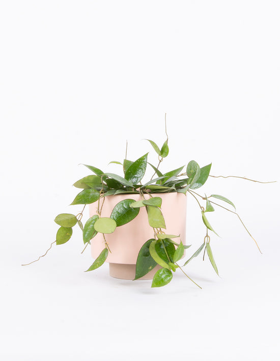 Poisonous Houseplants 10 Indoor Plants For Pet Owners And Parents To Pistils Nursery