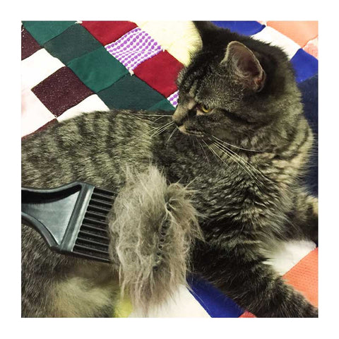 A Coathook Pet Comb To Benefit Animal Fix Clinic Spay And Neuter Center The Coathook Pet Comb