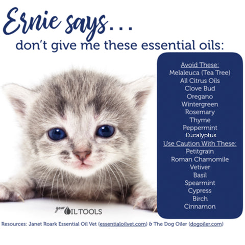Essential Oils For Cats Your Oil Tools