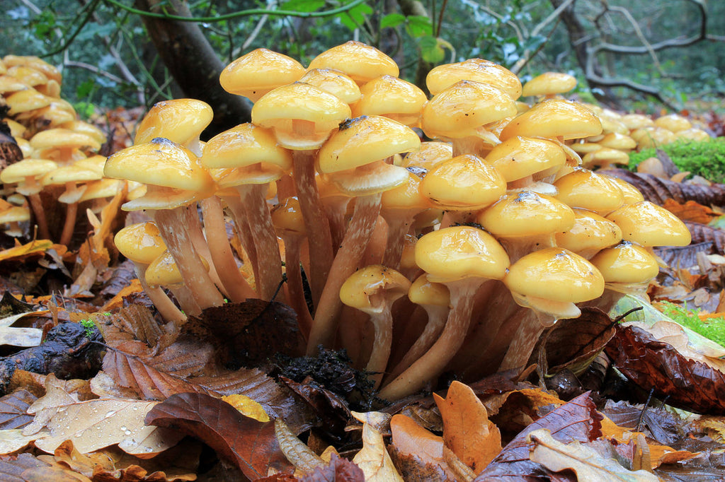 Wild Edible Of The Week Week 38 Honey Fungus Www Bushgear Co Uk