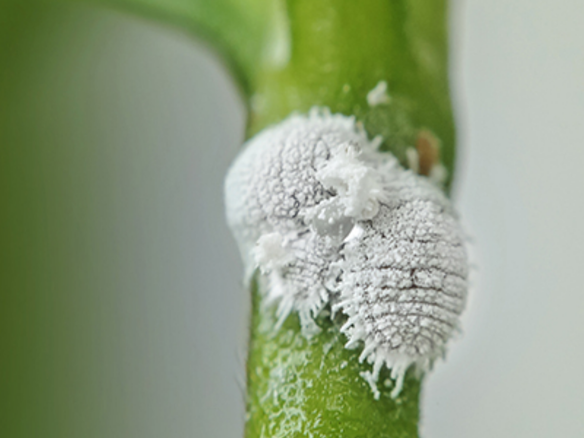 Comment Identifier Et Traiter Les Cochenilles Farineuses Folia Design