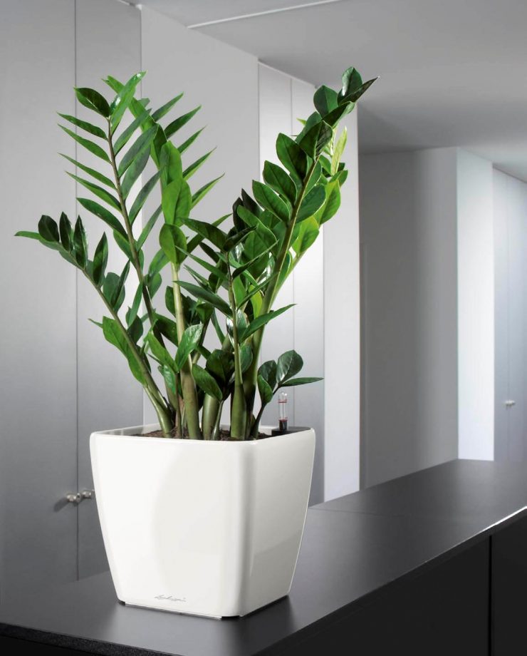 8 Magnifiques Plantes Qui Se Plairont Dans Des Lieux Peu Eclaires Folia Design