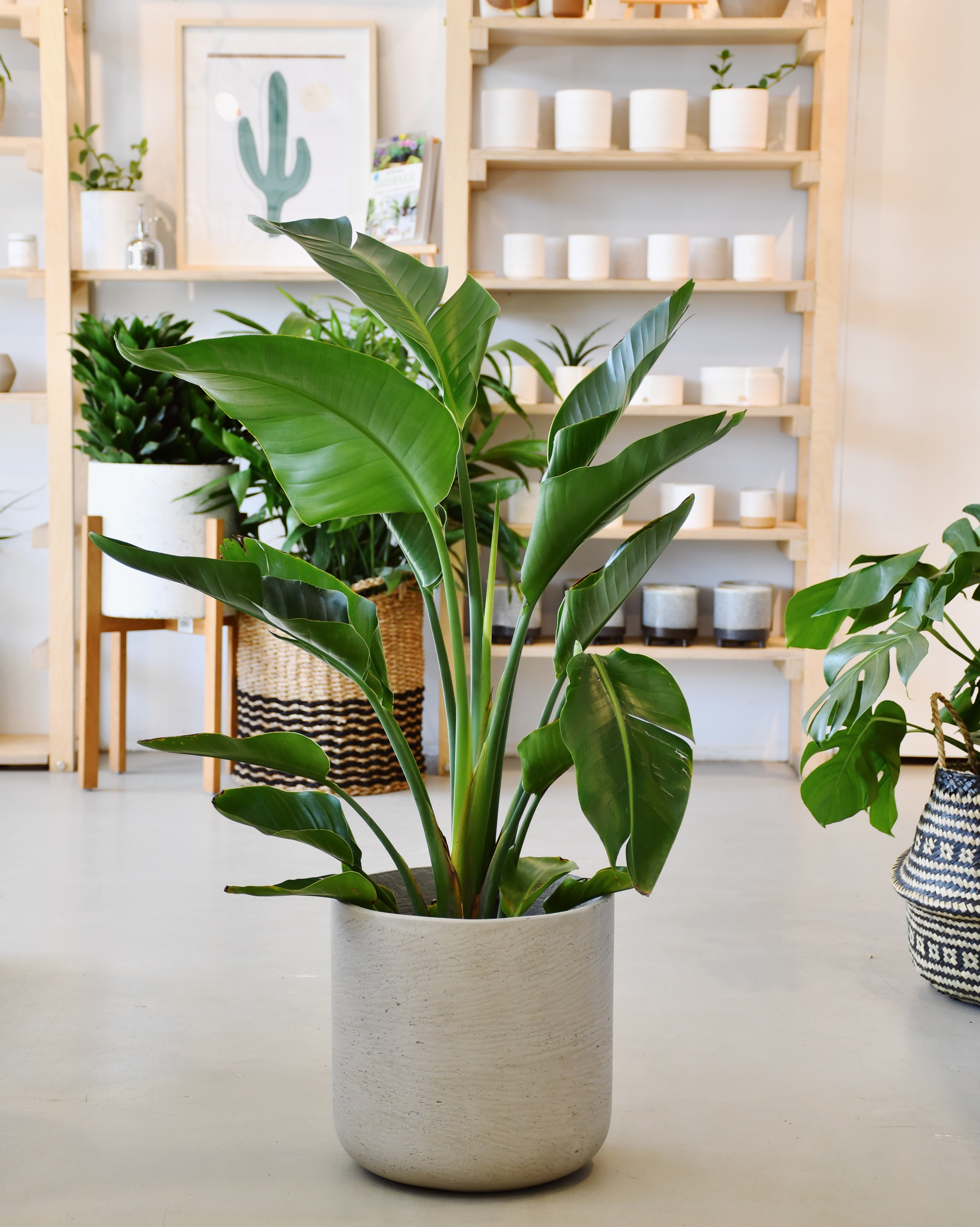 Strelitzia Nicolai Folia Design