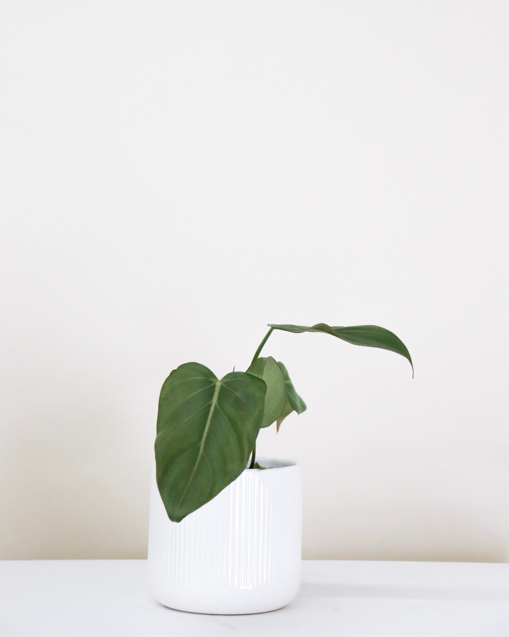 Philodendron Summer Glory Folia Design