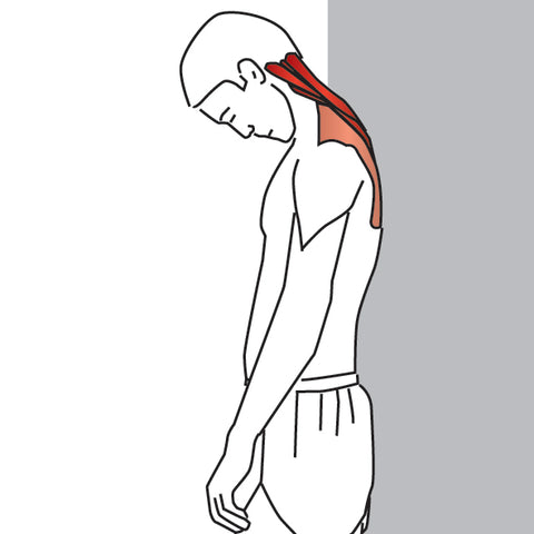 Estiramiento Del Cuello Con Flexion Hacia Adelante Niel Asher Education