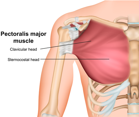 Trigger Point Therapy Treating Pectoralis Major Niel Asher Education