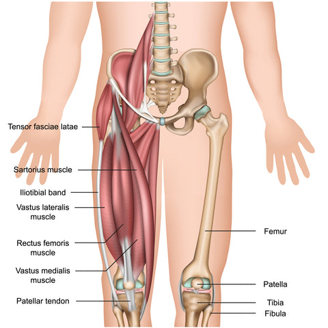 Treating The Tensor Fasciae Latae Tfl Niel Asher Education