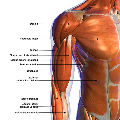 Treating The Triceps Niel Asher Education