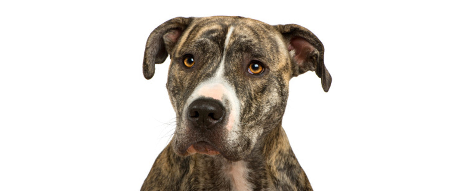American Staffordshire Terrier Wooftown